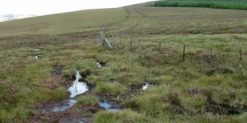 Cushat Law and Bloodybush Edge from Hartside