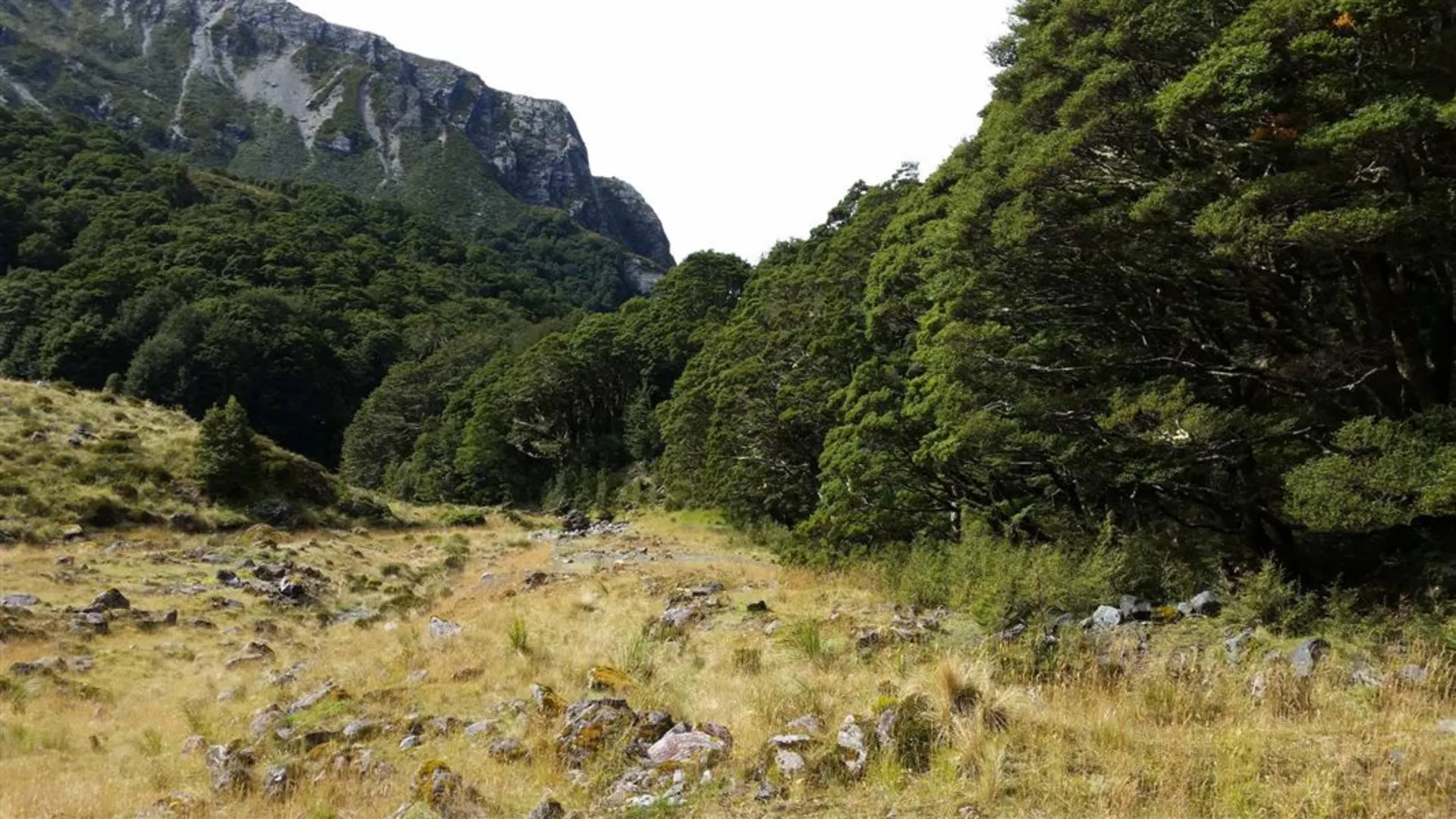 An image depicting the trail Scott Creek Track and its surrounding area.