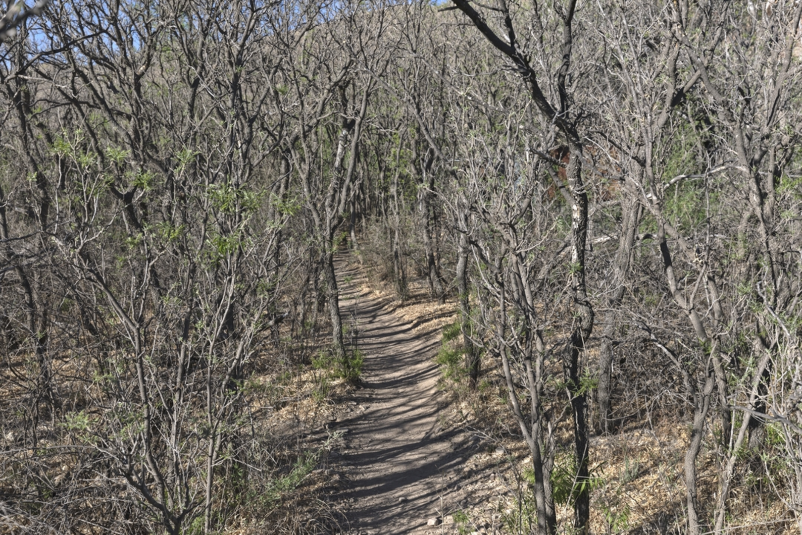 An image depicting the trail Sam Nail Ranch Trail and its surrounding area.