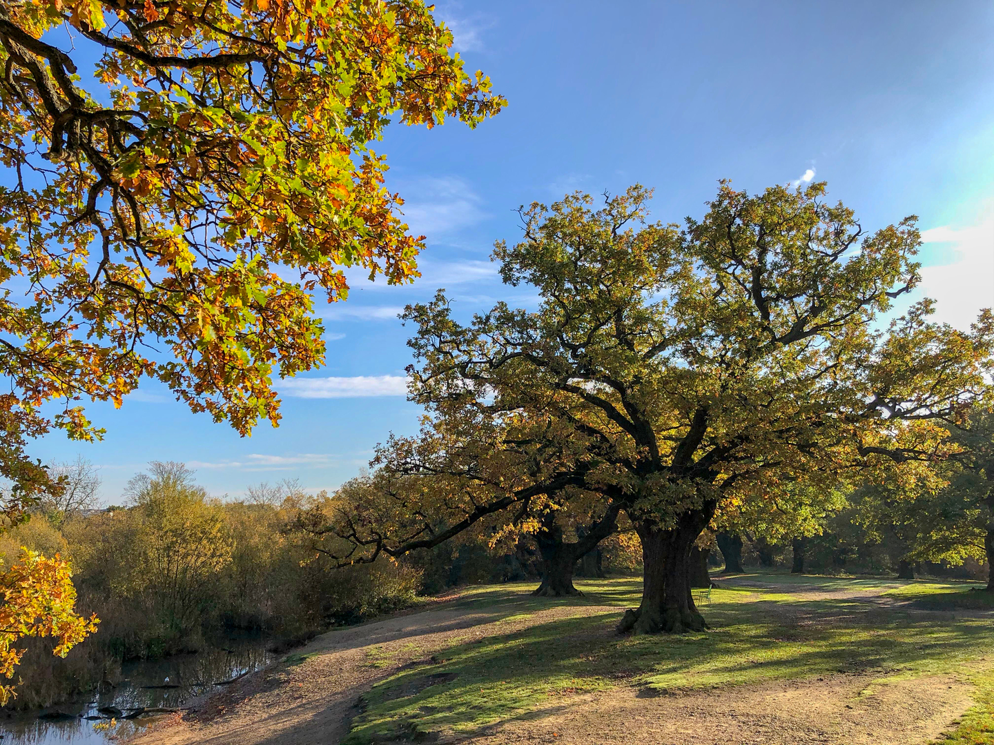 An image depicting the trail Epping Forest Traverse Walk and its surrounding area.