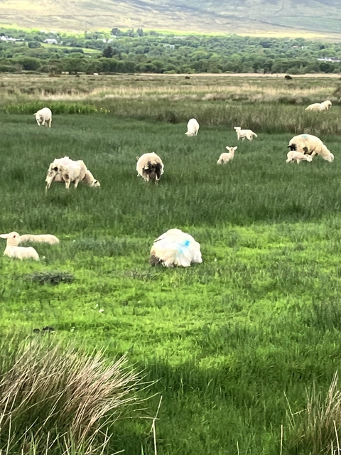 An image depicting the trail Caher Marsh Loop and its surrounding area.