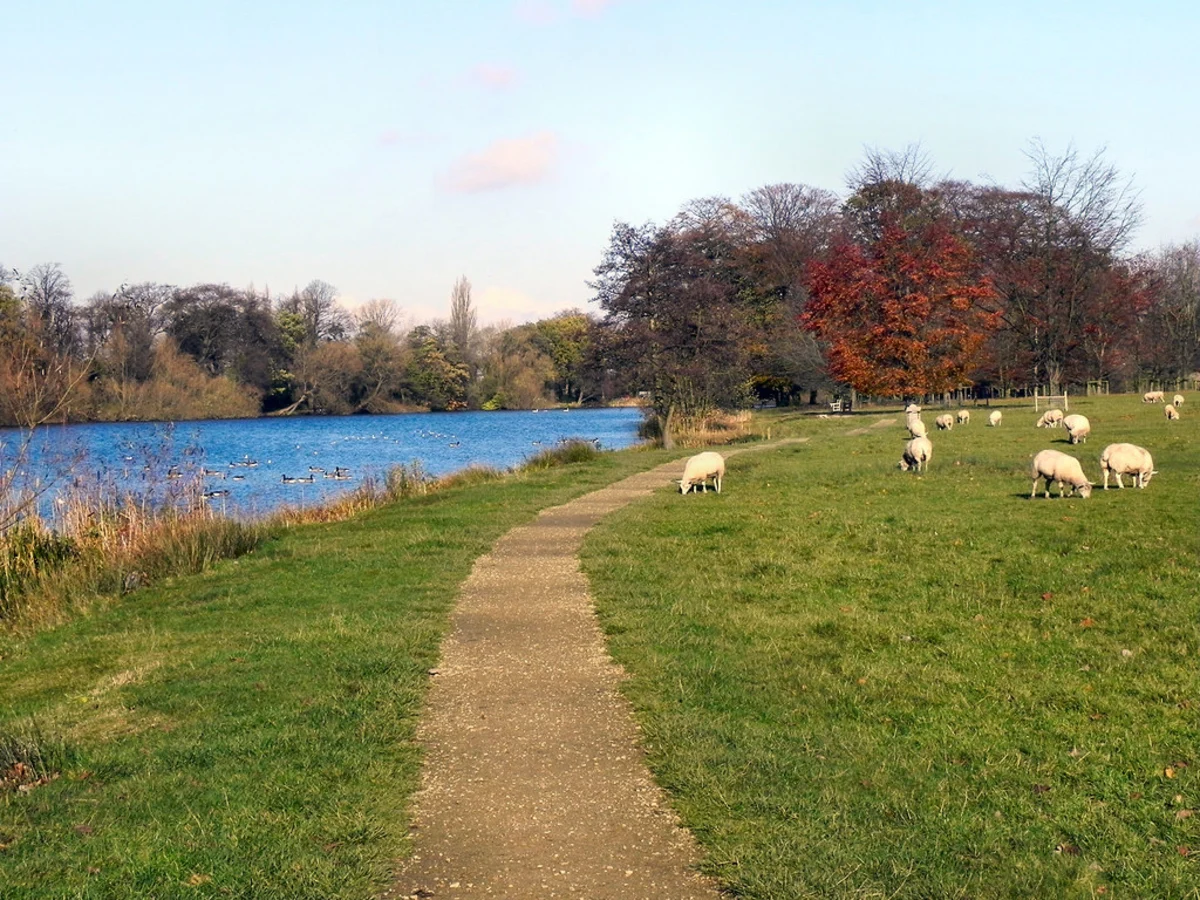 Poynton Lake and Higher Poynton Loop