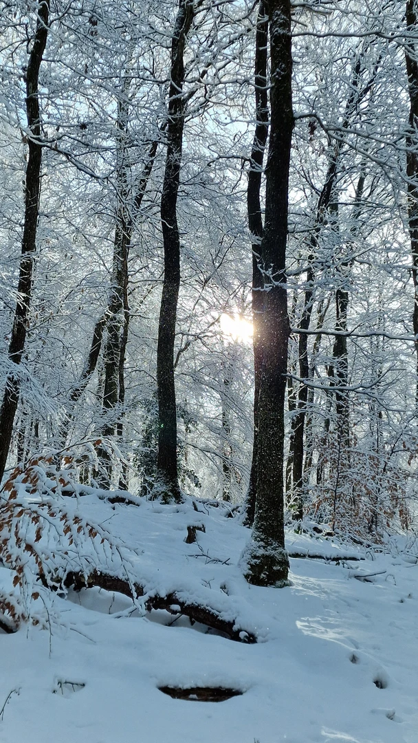 An image depicting the trail Rund um den Brodtberg and its surrounding area.