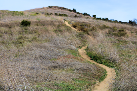 An image depicting the trail Purple Sage - Schabarum - Powder Canyon Loop Trail and its surrounding area.
