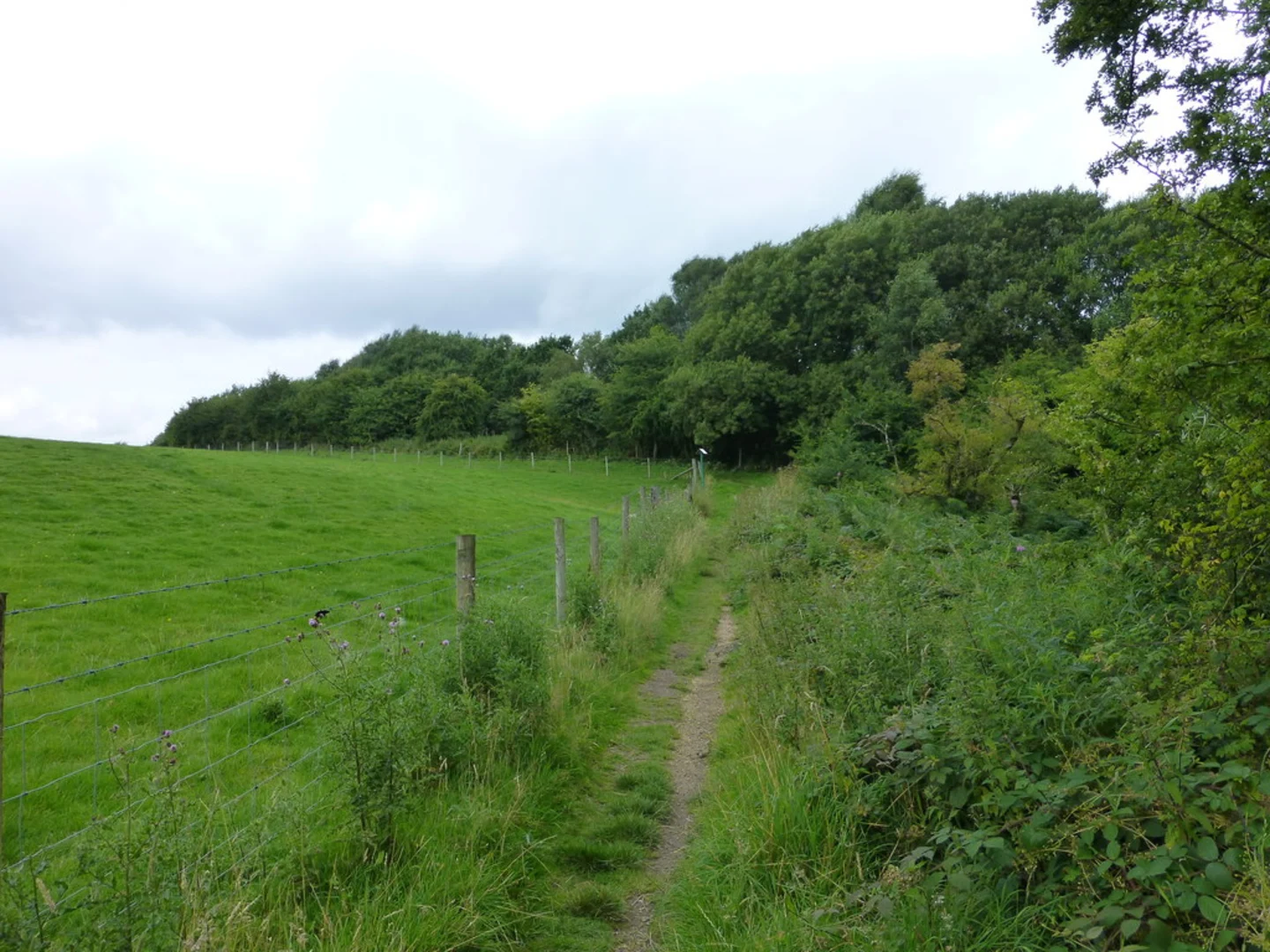 An image depicting the trail Great Wood Loop and its surrounding area.