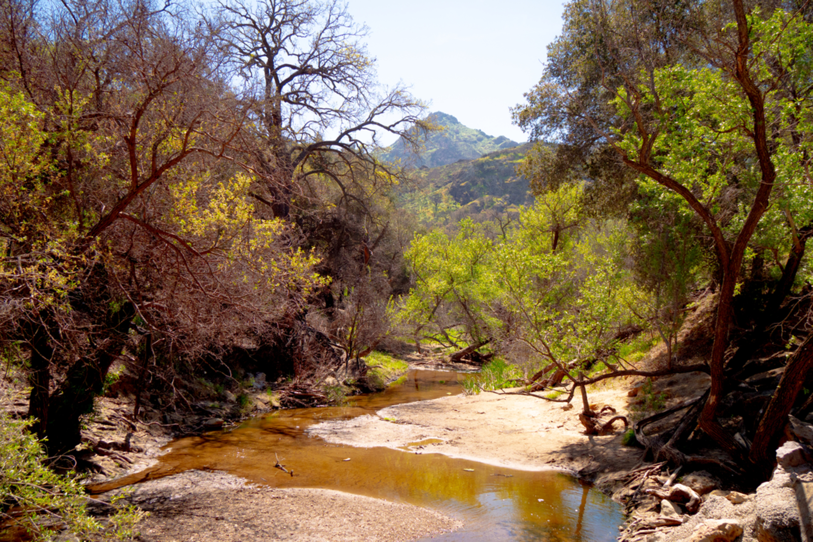 An image depicting the trail Malibu Creek Rock Pool - Mash Site Trail and its surrounding area.