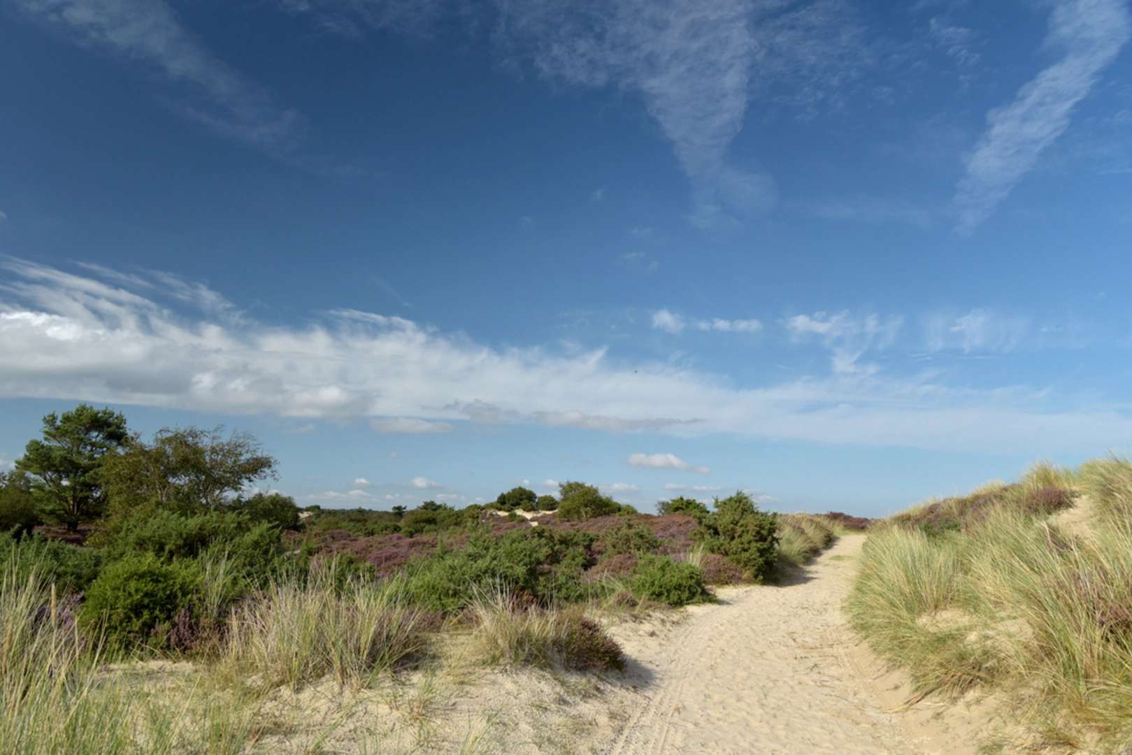 An image depicting the trail The Purbeck Ridgeway Walk - Corfe Castle to the Coast and its surrounding area.