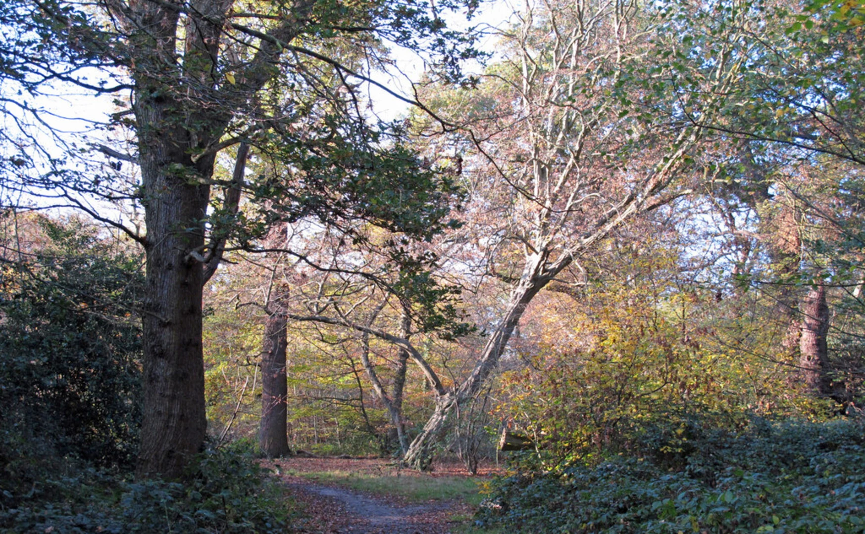 An image depicting the trail Knighton Lake and Lords Bushes and Knighton Wood and its surrounding area.