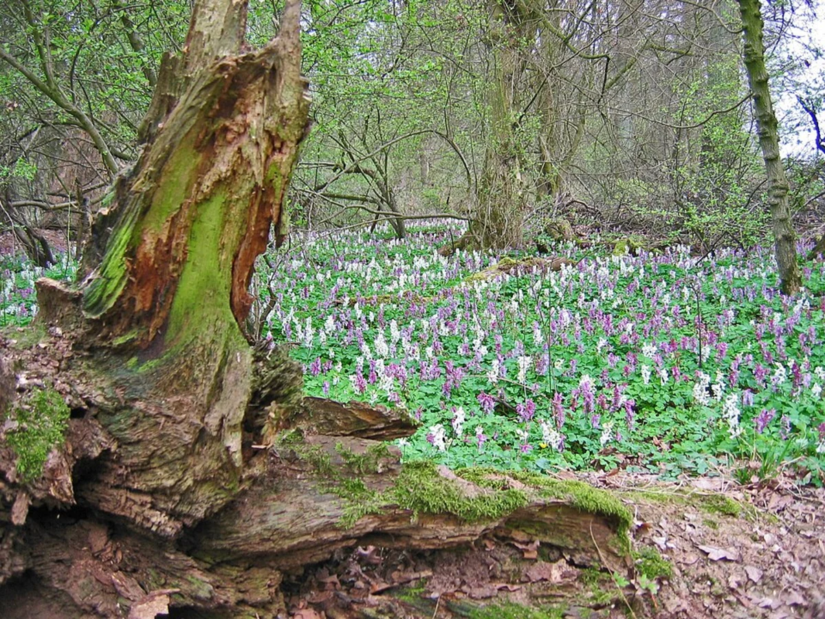 Hasseler Forst and Menzelsee Loop
