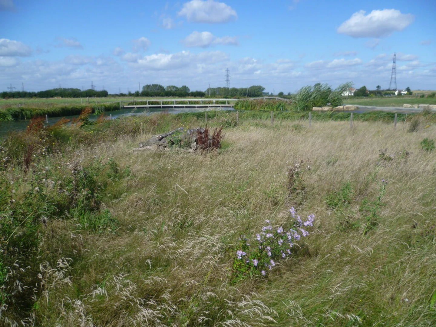 An image depicting the trail Jeskyns Community Woodland and its surrounding area.