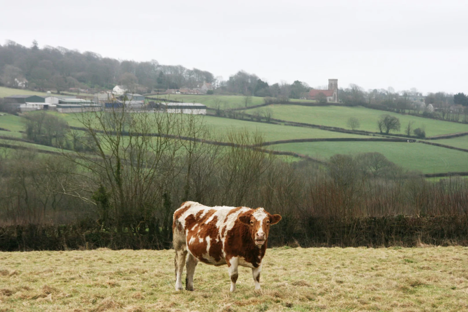 An image depicting the trail Buckland St Mary Walk and its surrounding area.