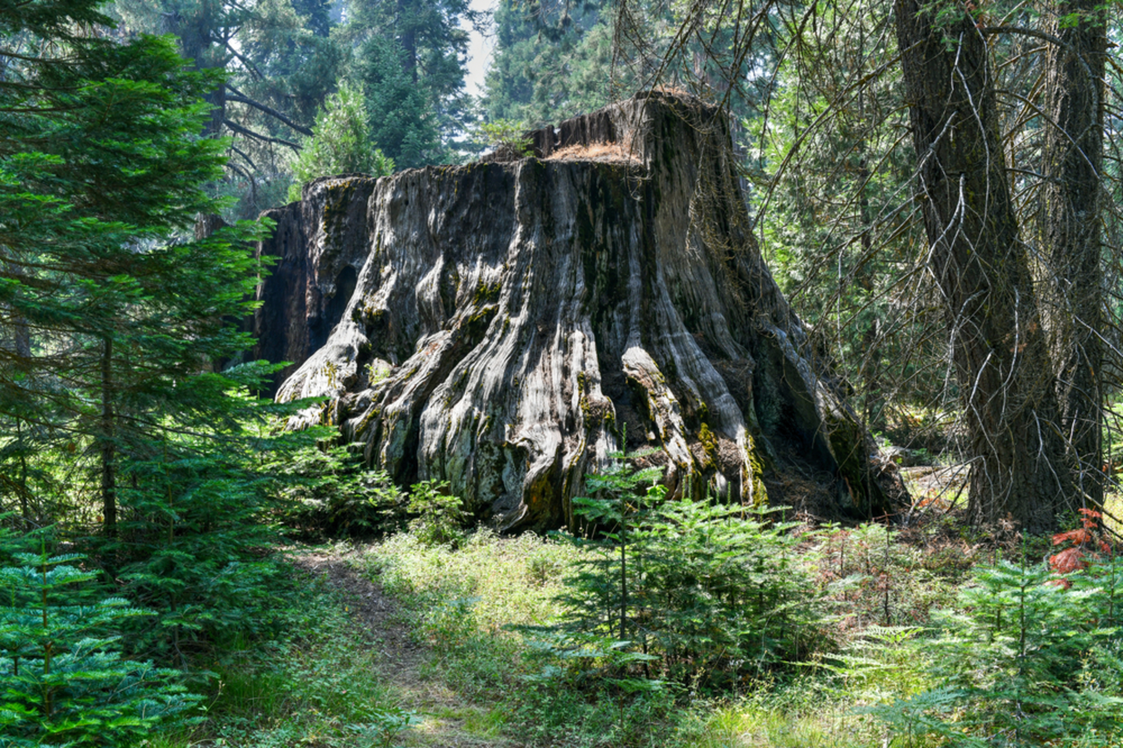 An image depicting the trail Big Stump Basin Loop Trail and its surrounding area.
