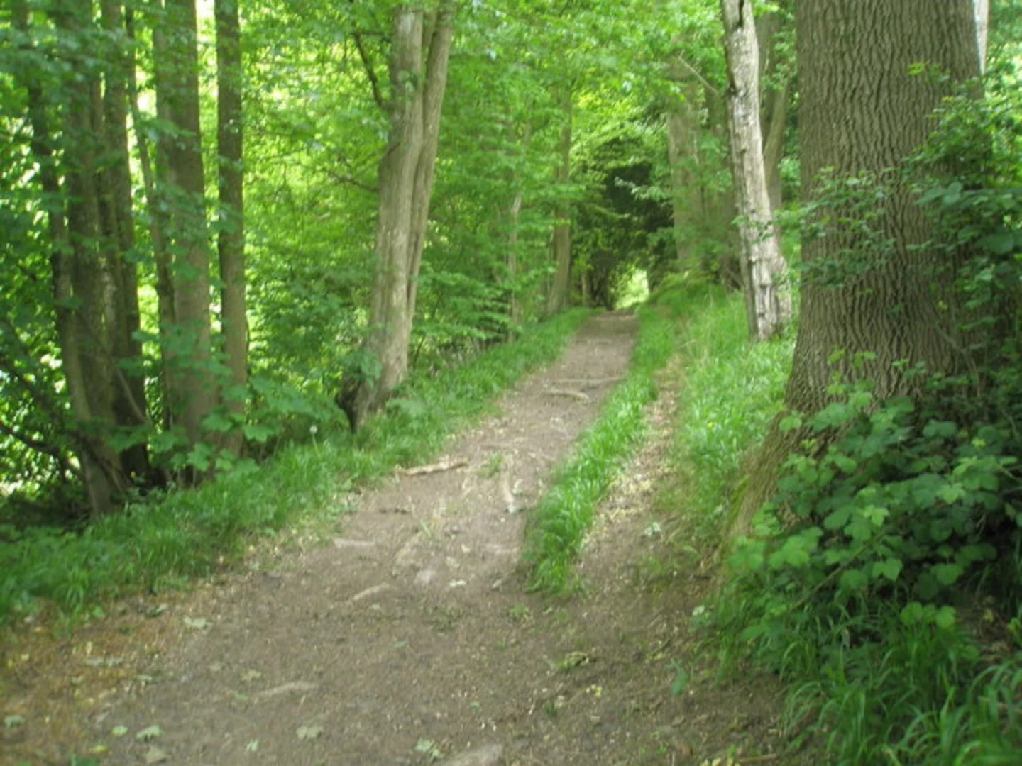 An image depicting the trail Shoulder of Mutton Hill and Wheatham Hill via Hangers Way and its surrounding area.