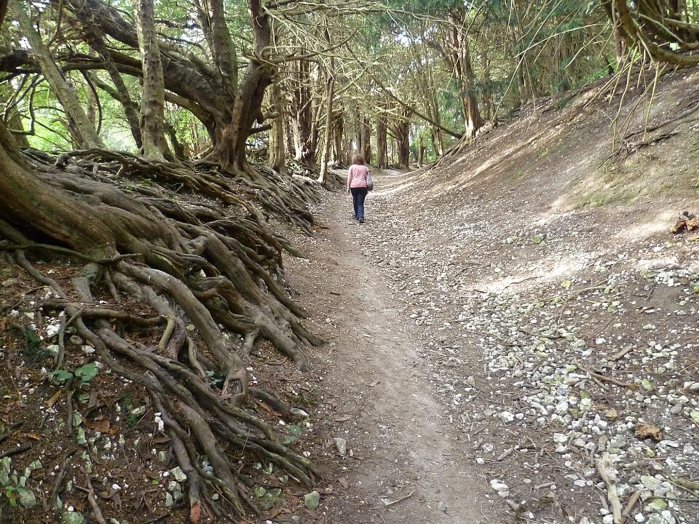 An image depicting the trail Boxley Loop and its surrounding area.