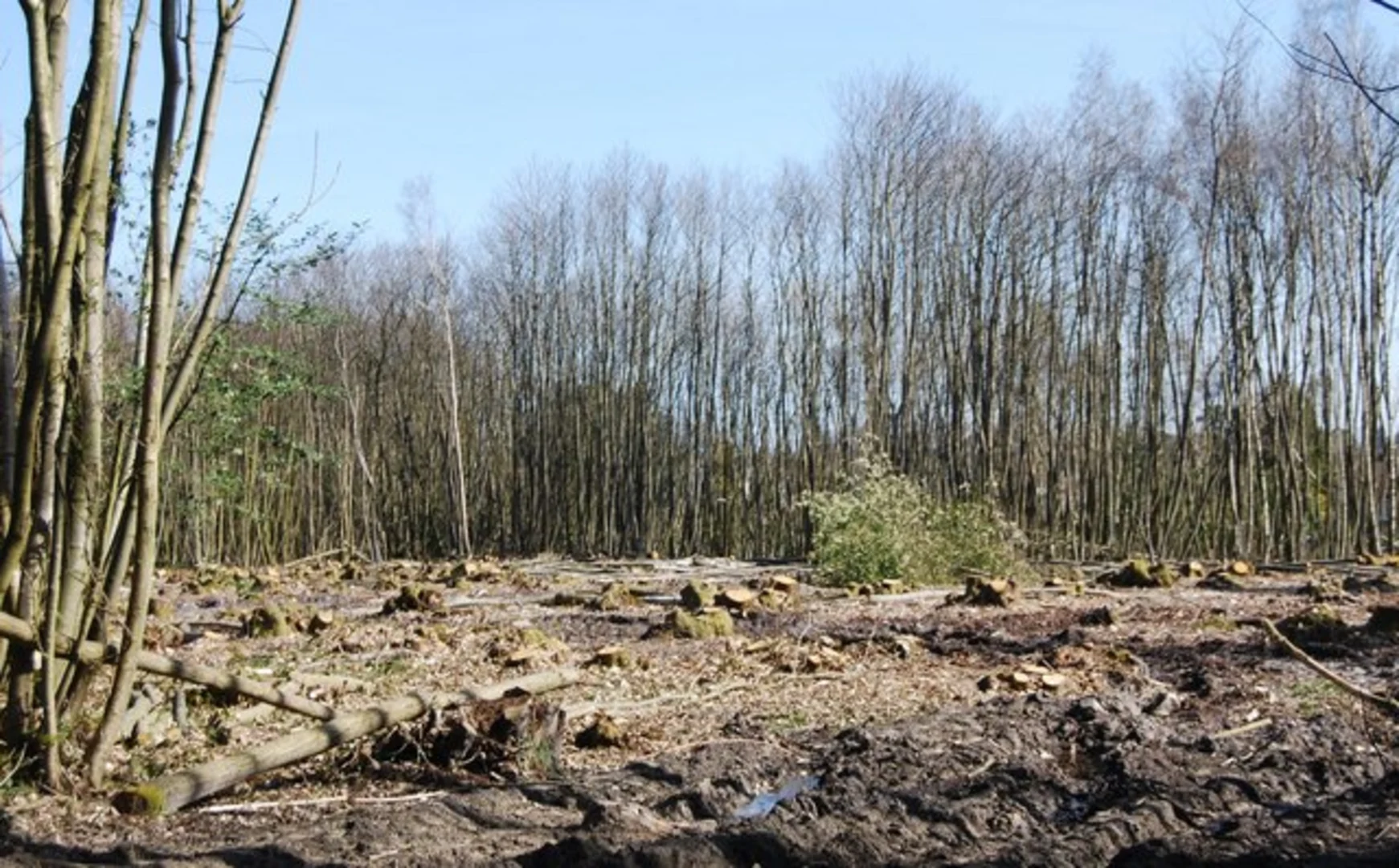 An image depicting the trail Cranbrook Loop and its surrounding area.
