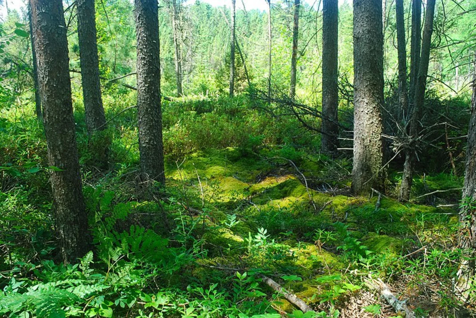 An image depicting the trail Whispering Lake Trail and its surrounding area.