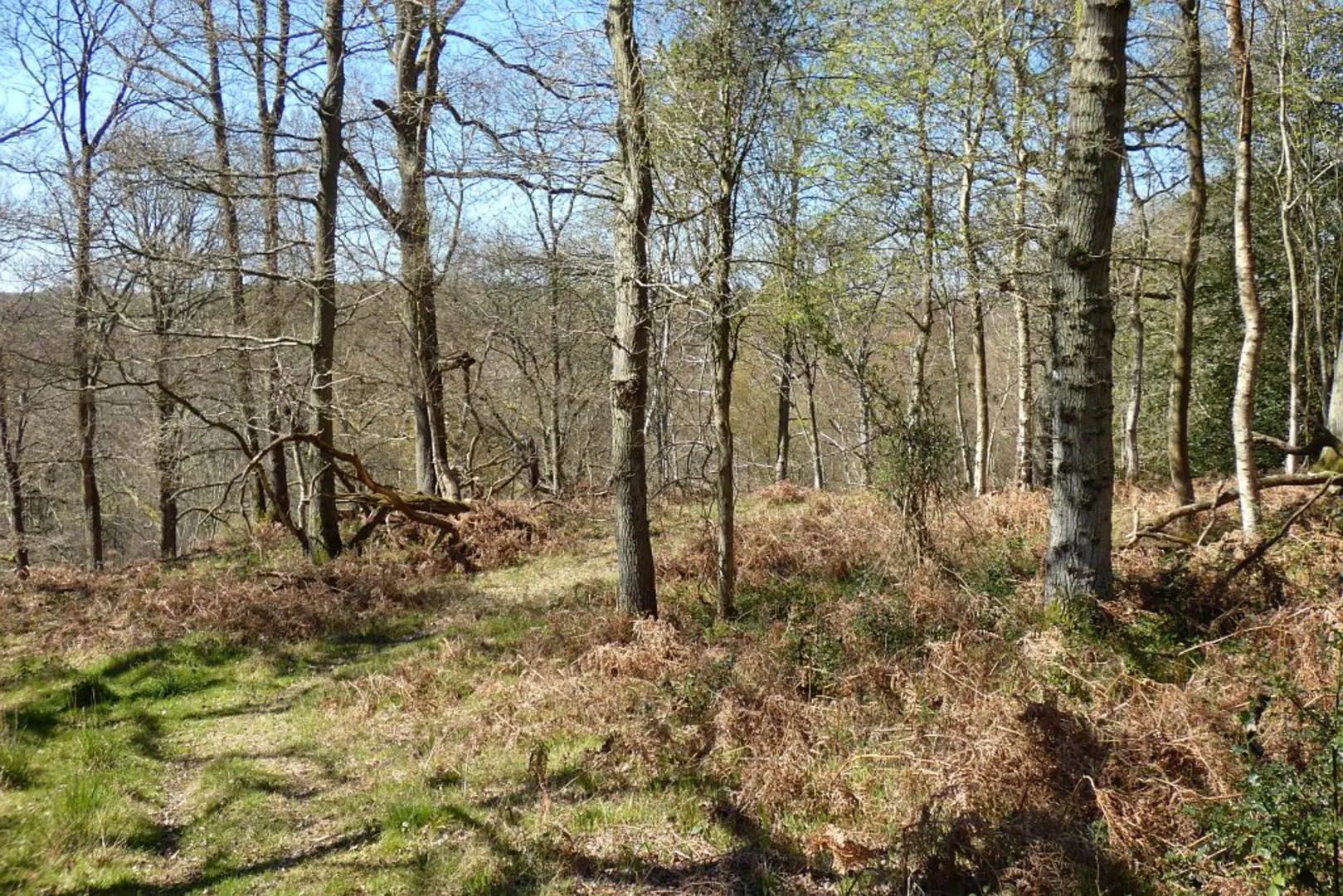 An image depicting the trail Ashford Hill National Nature Reserve and its surrounding area.