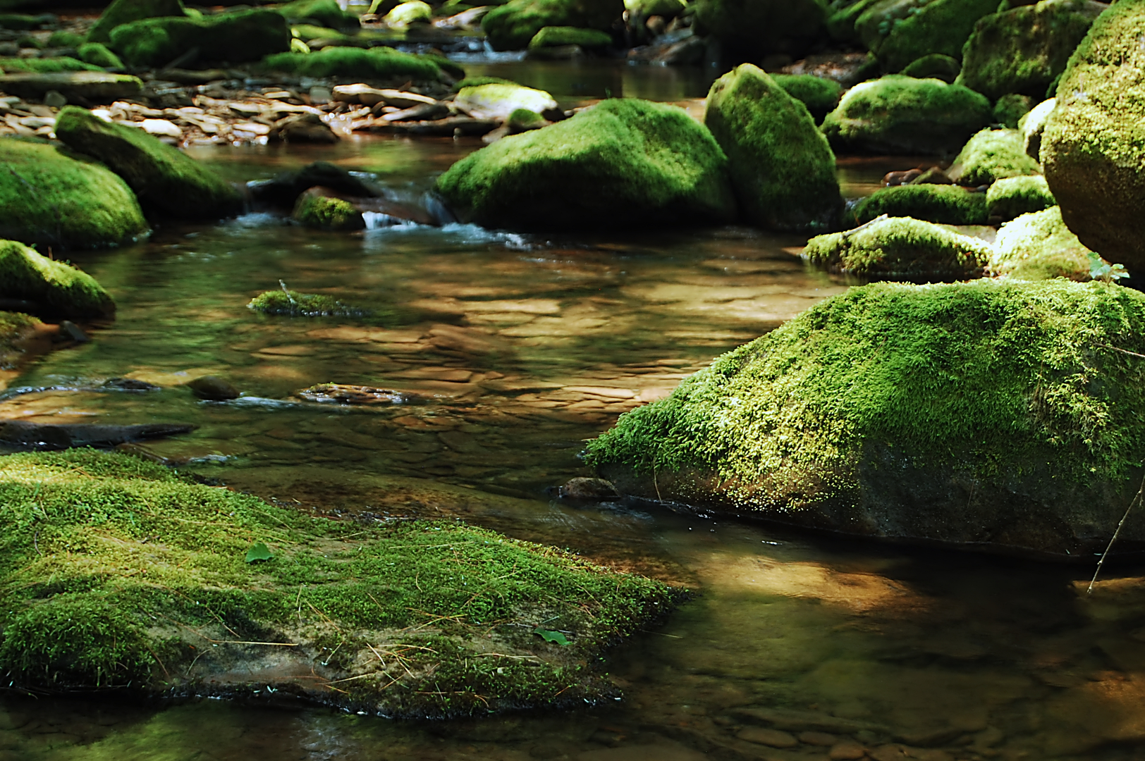 An image depicting the trail Bucktail Path and its surrounding area.