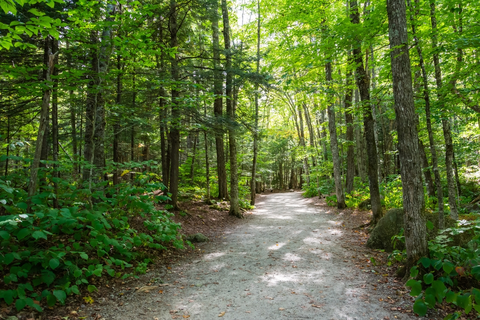 An image depicting the trail Sabbaday Brook Trail and its surrounding area.