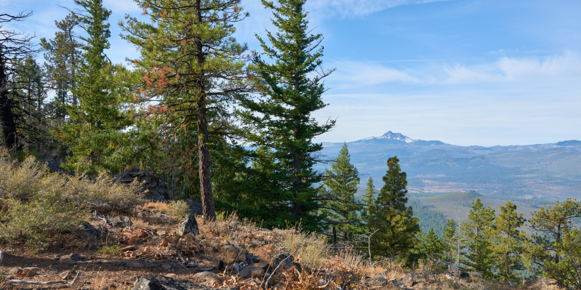An image depicting the trail Turpentine Trail via Pine Ridge Trail and its surrounding area.