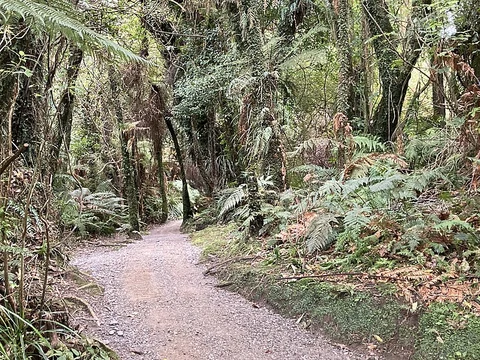 Mananui Bush Walk