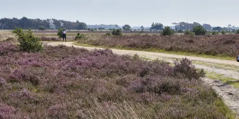 An image depicting the trail Brabants Vennenpad and its surrounding area.