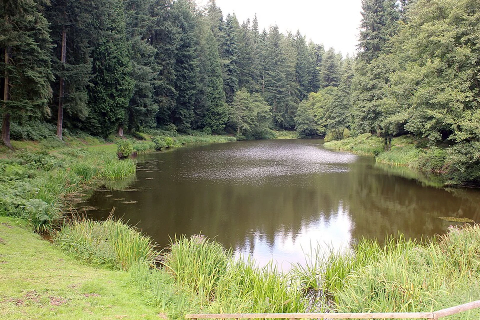An image depicting the trail Soudley Pond and Little Dean Walk and its surrounding area.