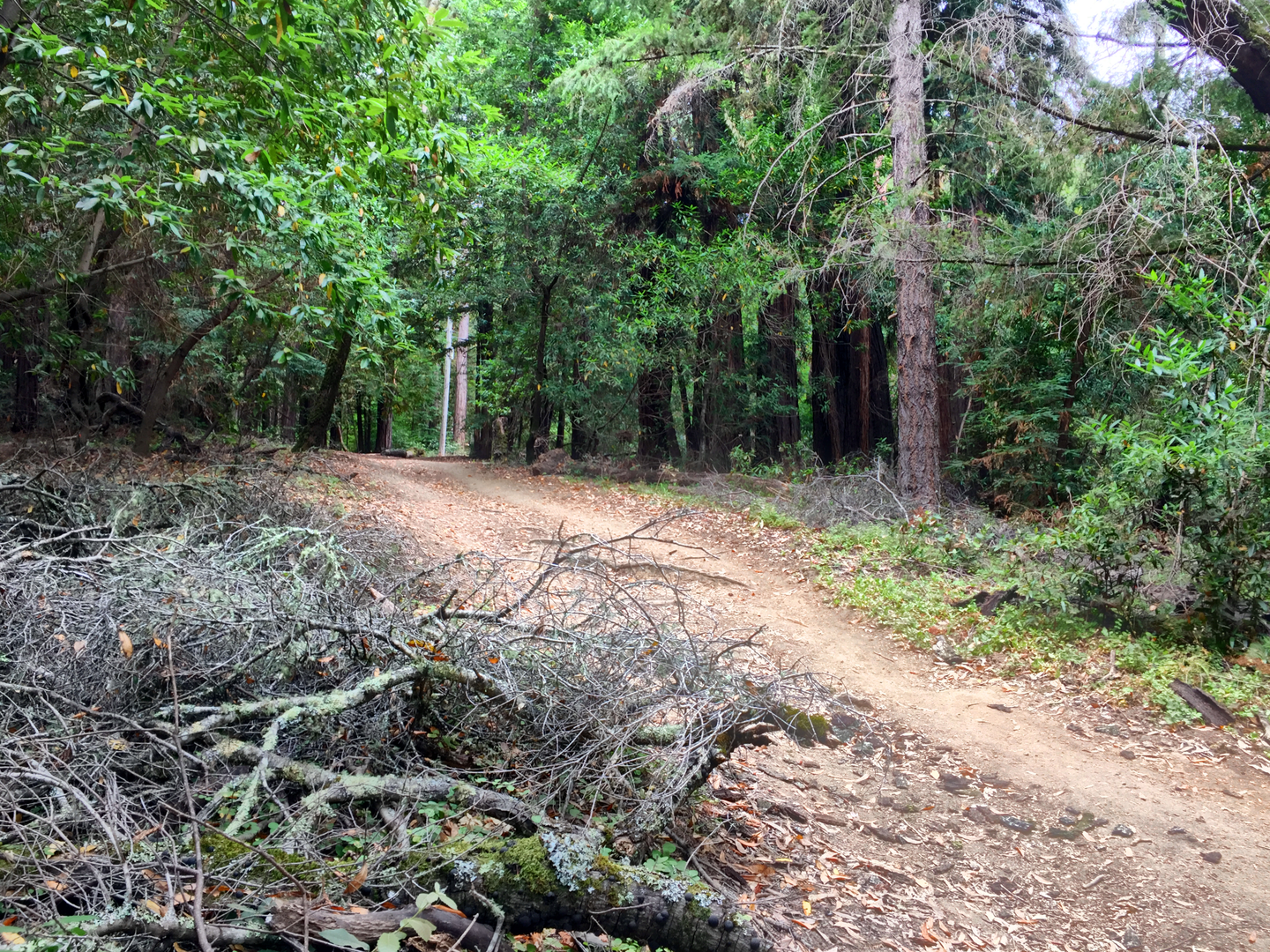An image depicting the trail Crystal Springs and Dean Loop Trail and its surrounding area.
