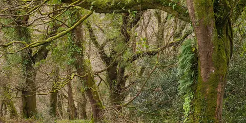Steart Farm - Hoops Inn and Worthygate Walk