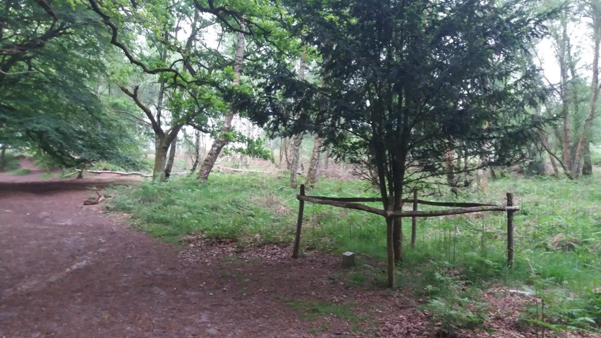 An image depicting the trail Chapel Common Loop and its surrounding area.