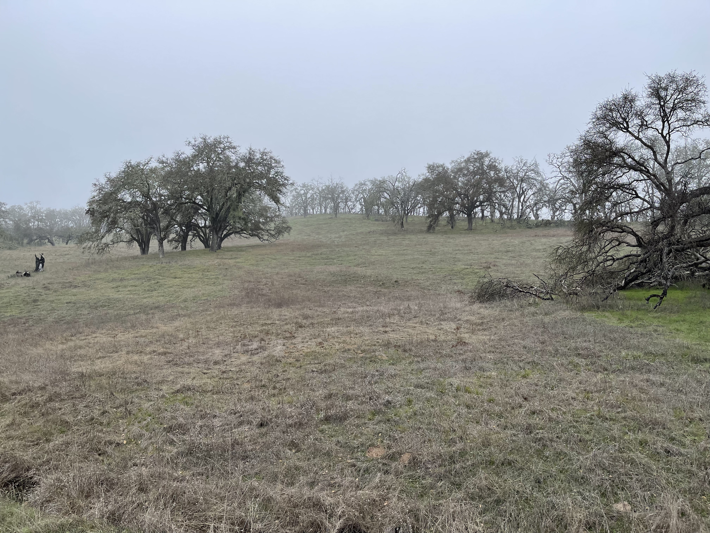 An image depicting the trail Woodland Star and Valley of the Moon Loop Trail and its surrounding area.