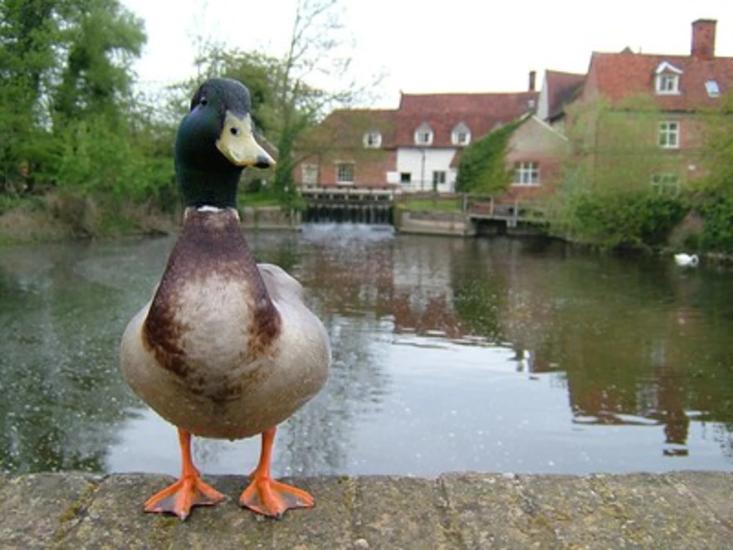 An image depicting the trail Flatford Circular Walk and its surrounding area.