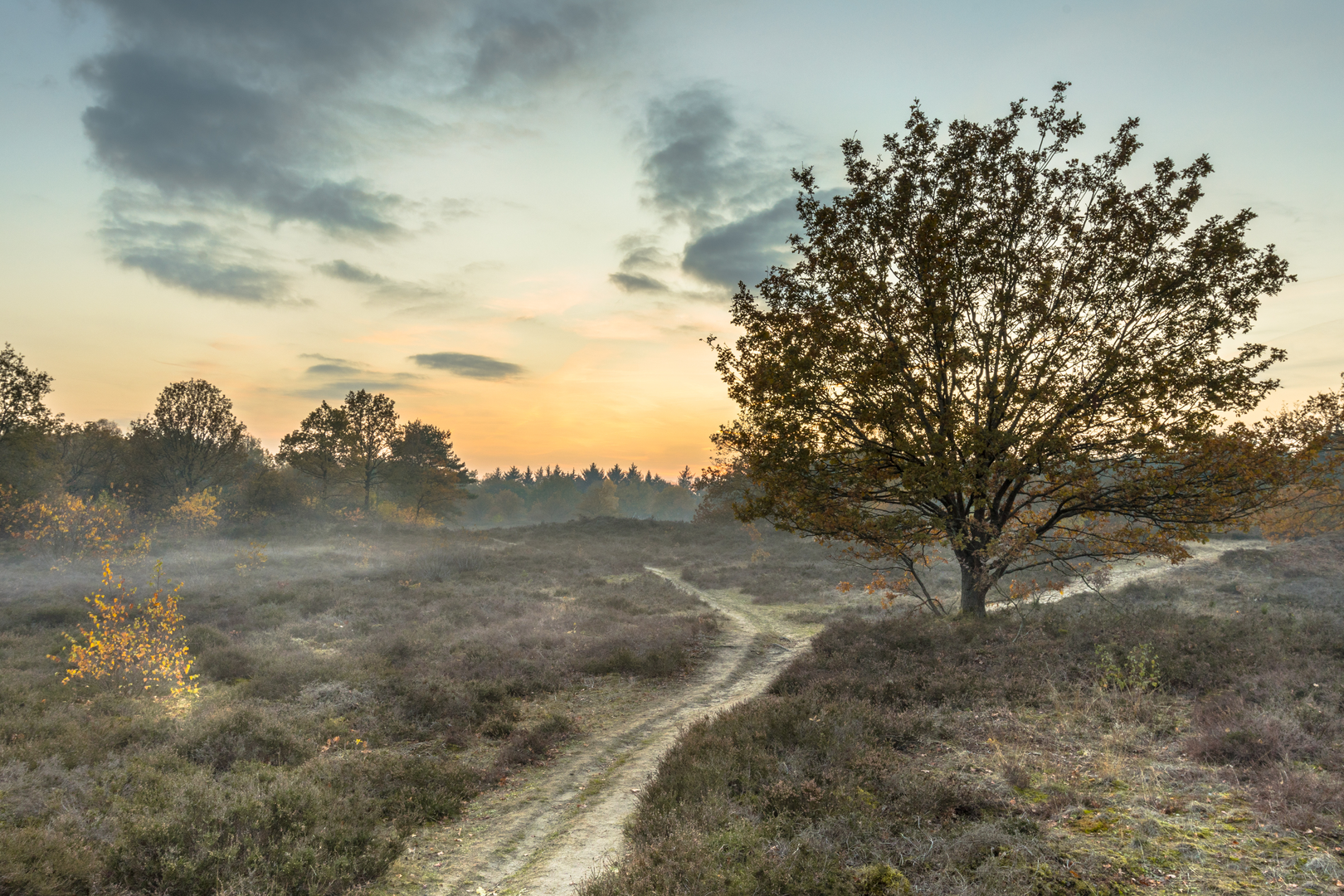 An image depicting the trail Jacob Trippad, Borgerweg and Gasselterstraat Loop and its surrounding area.