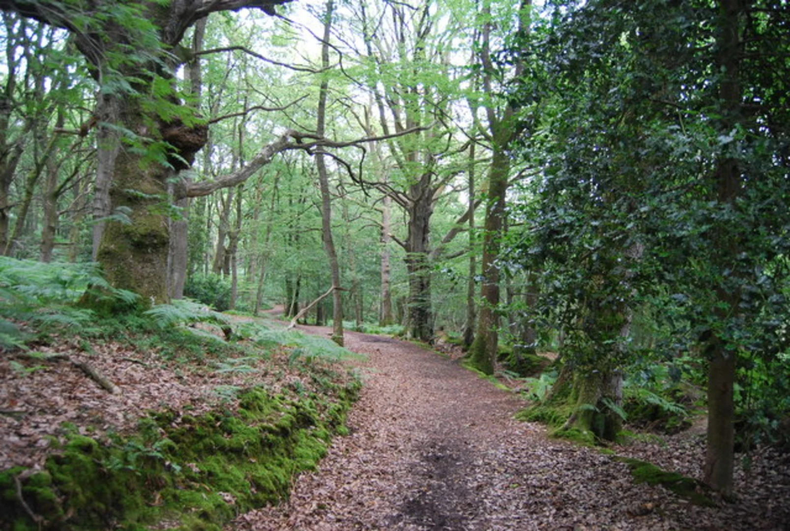 An image depicting the trail Hill Brow, Rogate and Rake Loop Walk and its surrounding area.