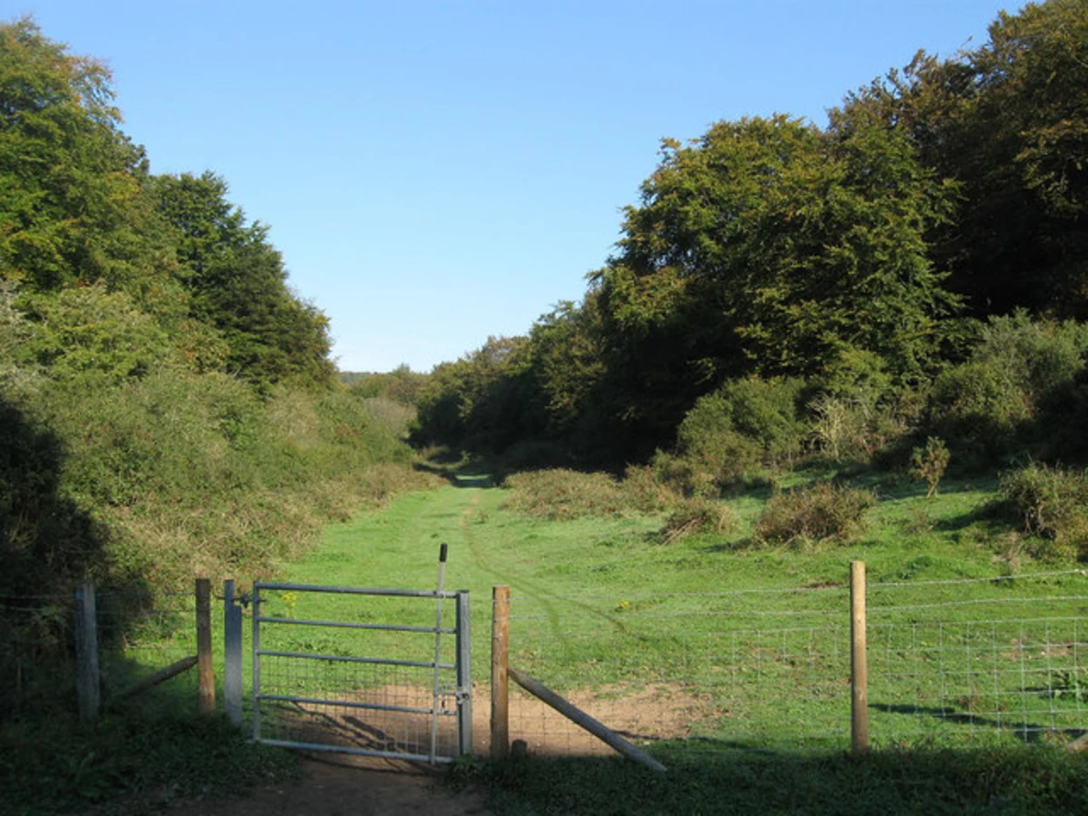 Friston Forest Circular