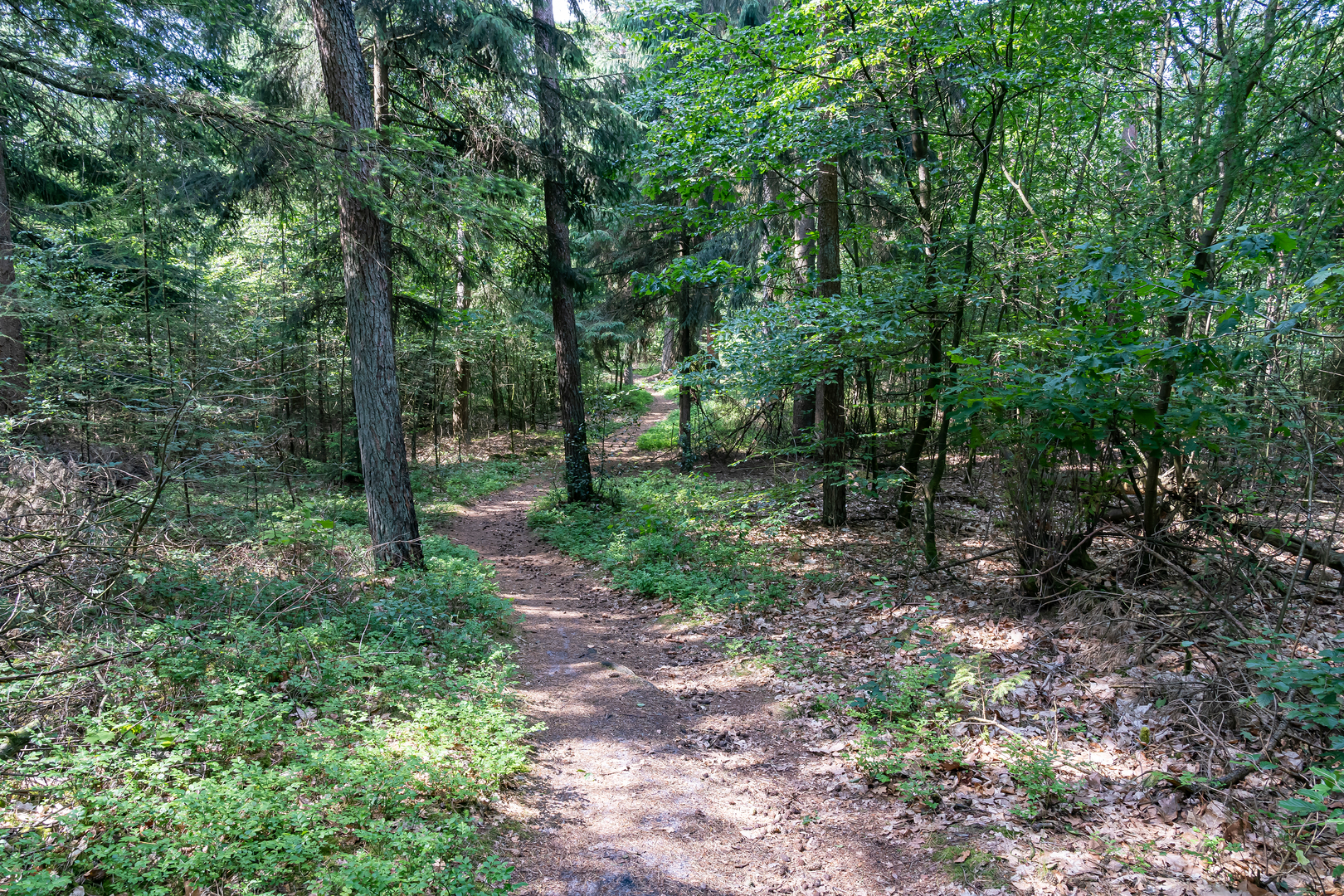 An image depicting the trail Exloeerweg, Hoofdstraat, Borgerderweg and Hoofdweg Loop and its surrounding area.