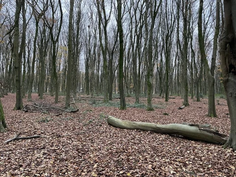 An image depicting the trail Bull's Bushes Copse Loop and its surrounding area.