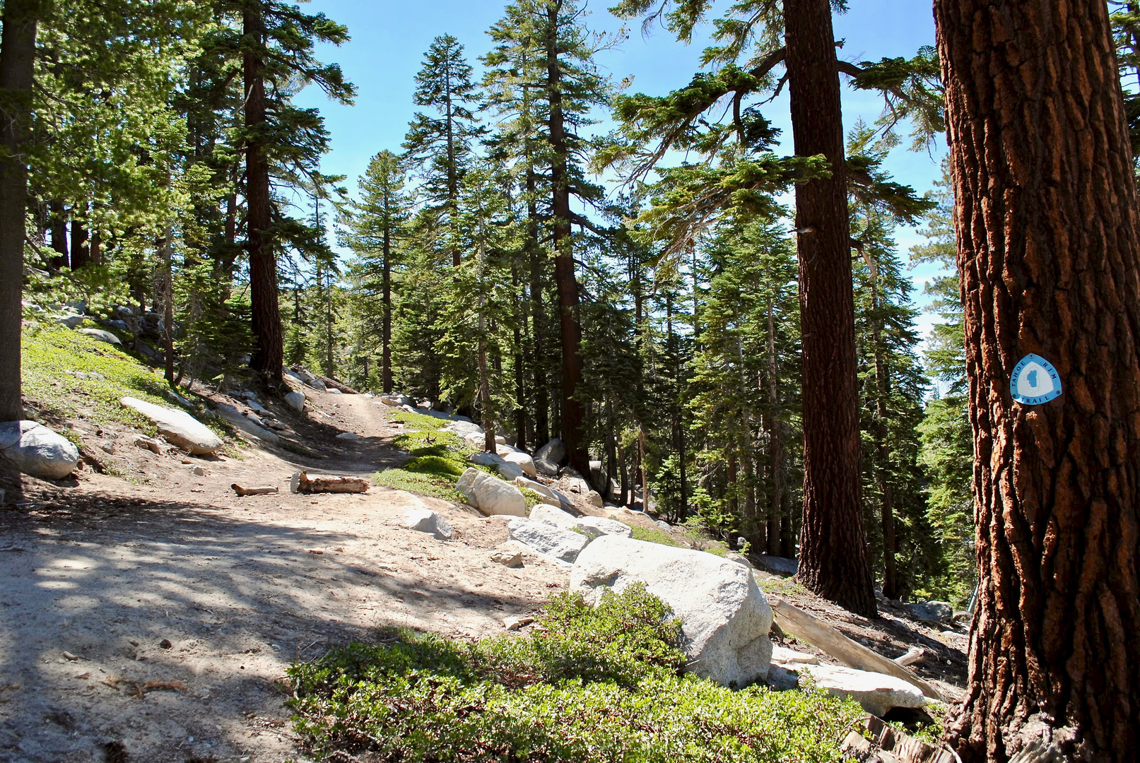 An image depicting the trail Twin Peaks via Tahoe Rim Trail and its surrounding area.