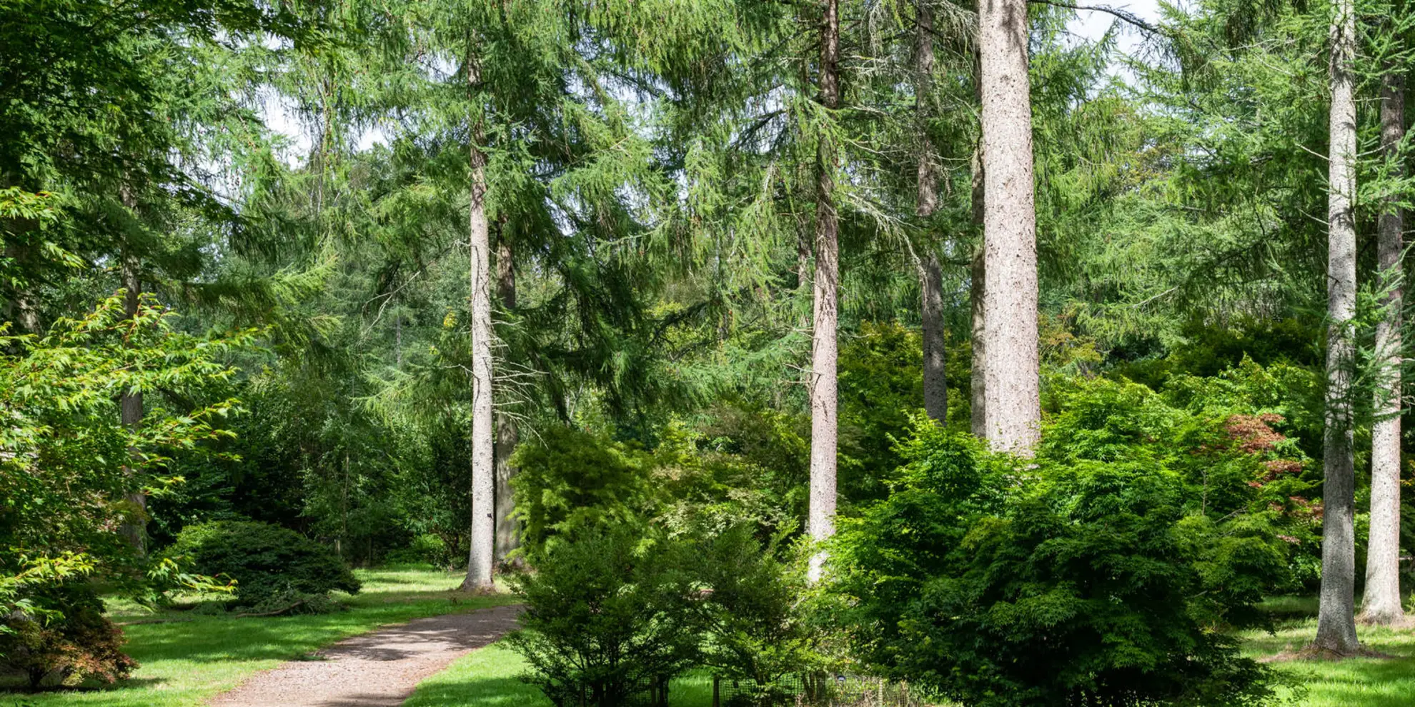 An image depicting the trail Westonbirt Arboretum from Tetbury and its surrounding area.