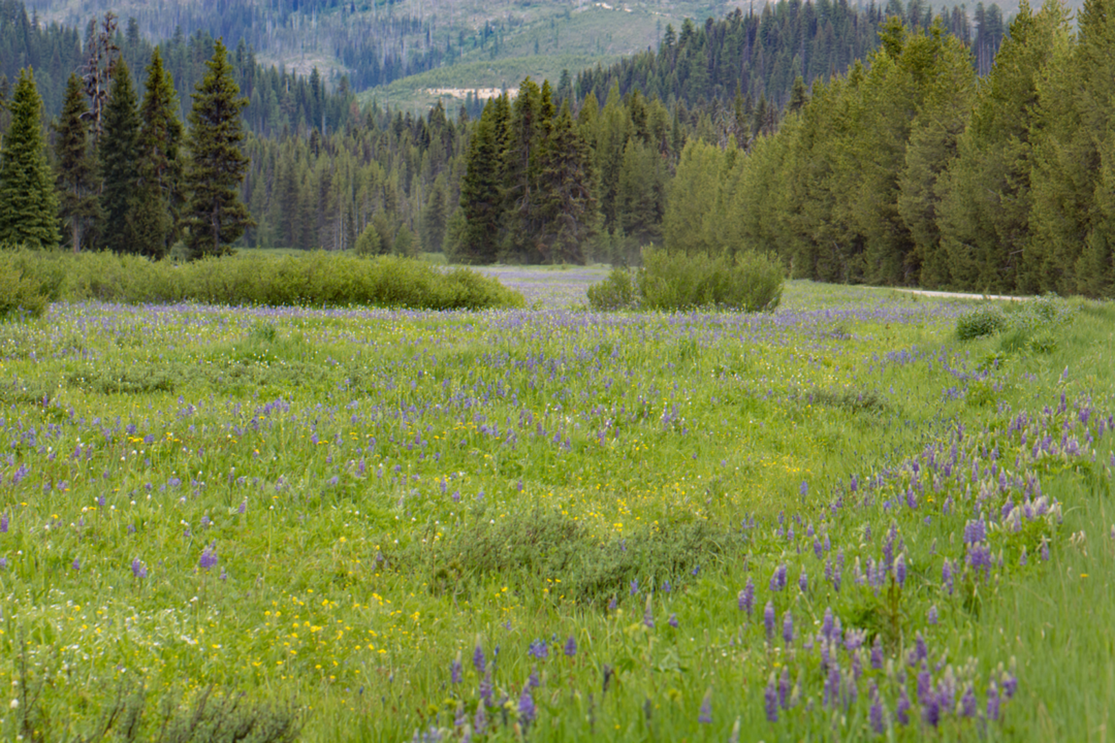 An image depicting the trail Lolo Trail and its surrounding area.