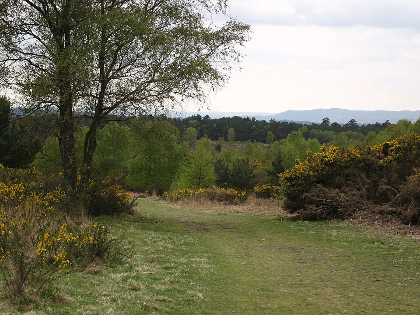 An image depicting the trail Ludshott Common Loop and its surrounding area.