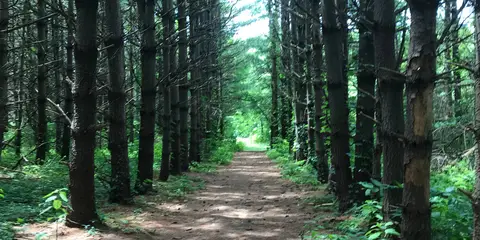 An image depicting the trail Burr Oak Backpack Trail and its surrounding area.