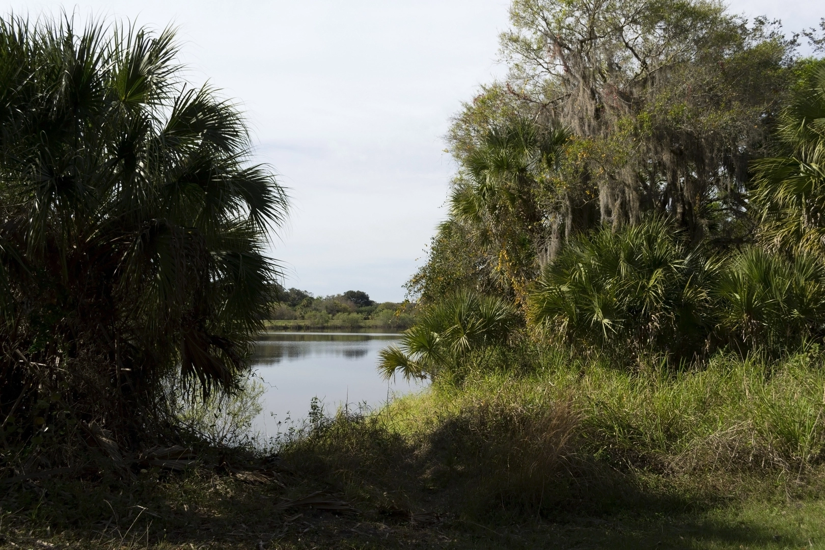 An image depicting the trail Myakka Hiking Trail and its surrounding area.