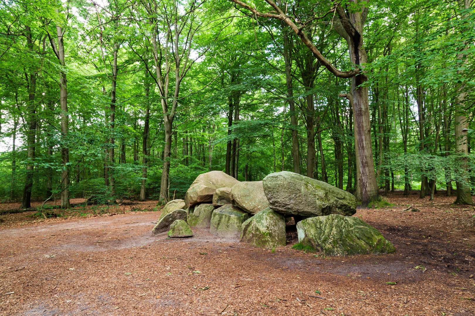 An image depicting the trail Boswachterij Anloo and Gastersche Holt Loop and its surrounding area.