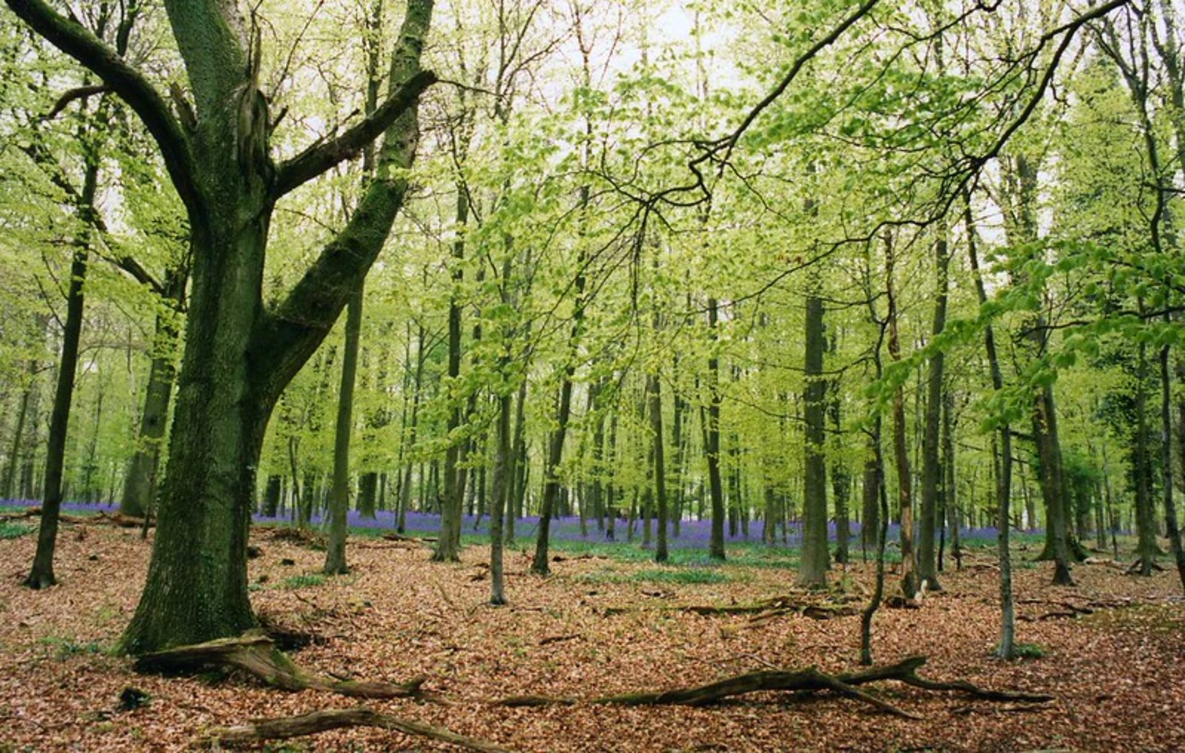An image depicting the trail Eartham Wood and Nore Wood Loop and its surrounding area.