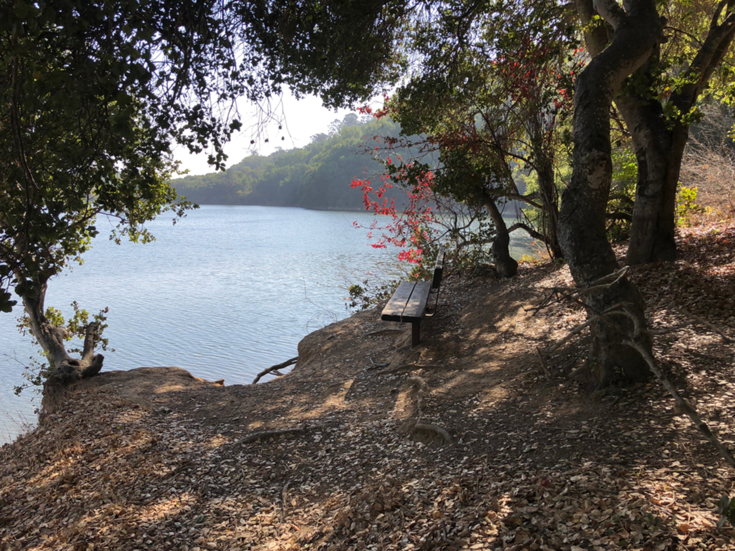 An image depicting the trail Lake Chabot Loop and its surrounding area.