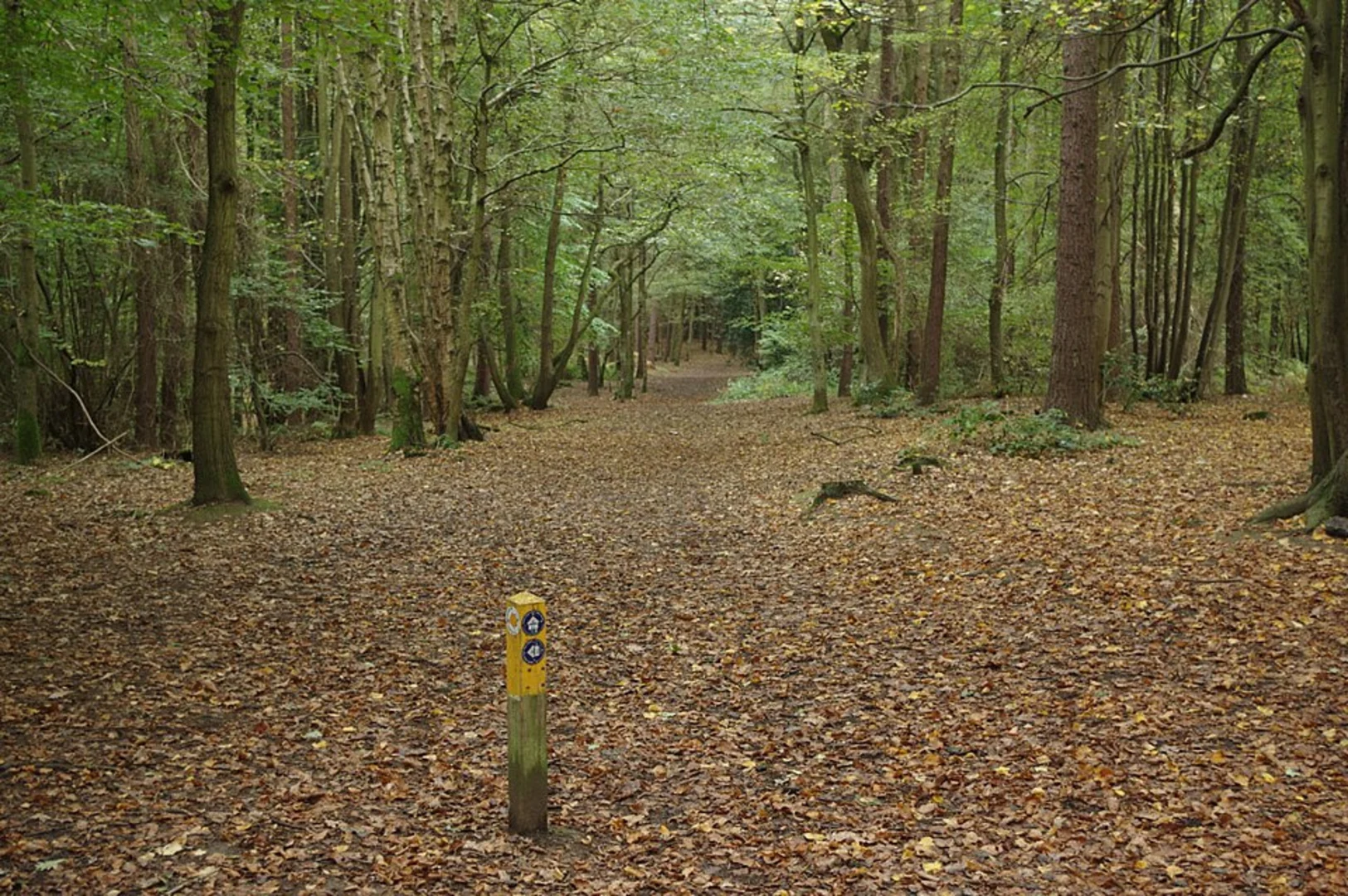 An image depicting the trail Hartshill Hayes Country Park Loop from Marston Jabbett and its surrounding area.