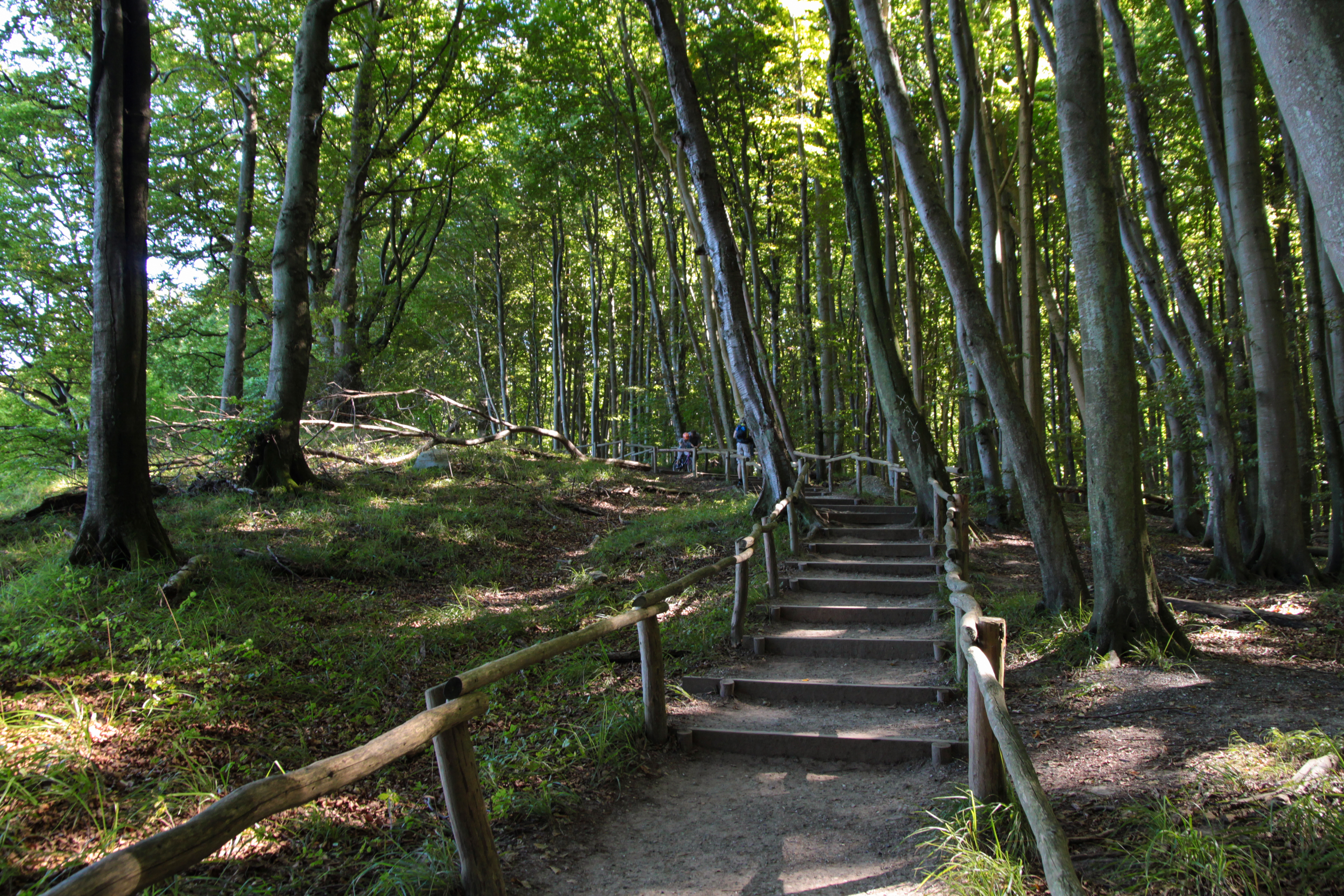 An image depicting the trail Jasmund National Park and its surrounding area.