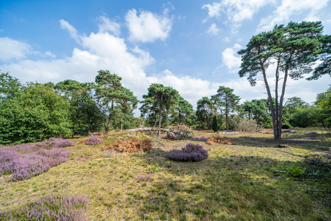 Swolgen to Kerk via Peddepoel