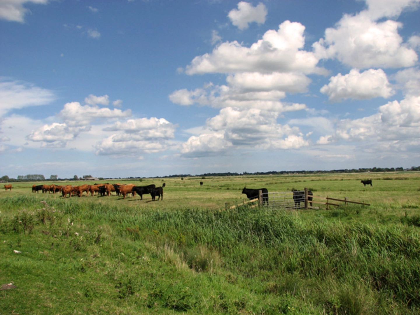 An image depicting the trail St Benet Abbey and its surrounding area.